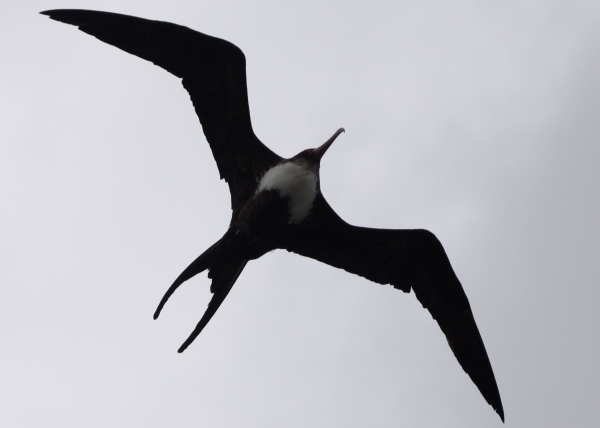 Ê»Iwa - the Frigate bird, also referring to an attractive person... or a thief